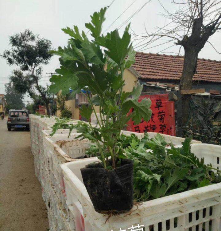 优质地被菊批发基地  地被菊价格  地被菊直销