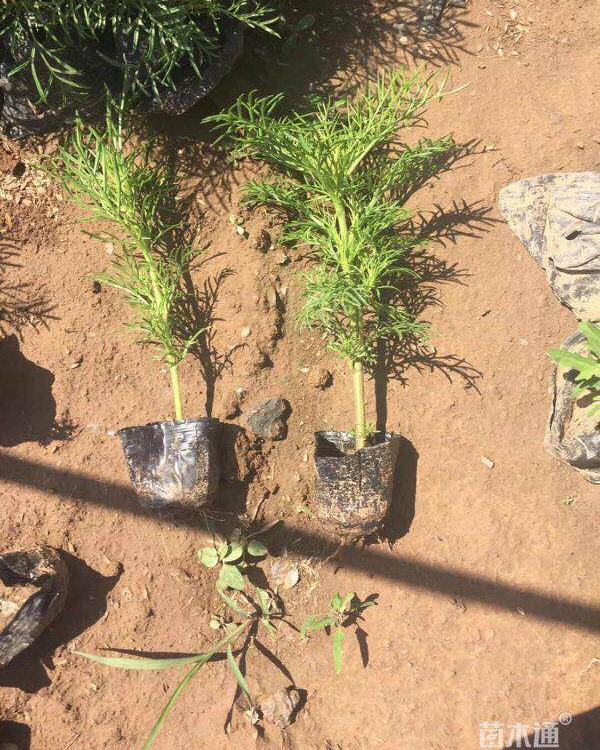 波斯菊批发基地  波斯菊价格  青州供应  花海专用