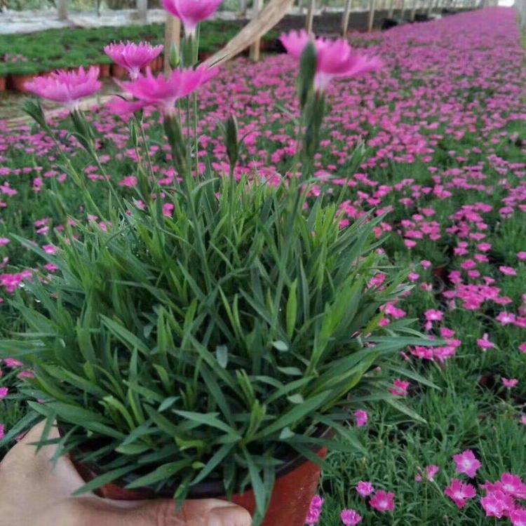 欧石竹基地  欧石竹价格  开花的草坪  双色盆欧石竹  青州欧石竹大量供应