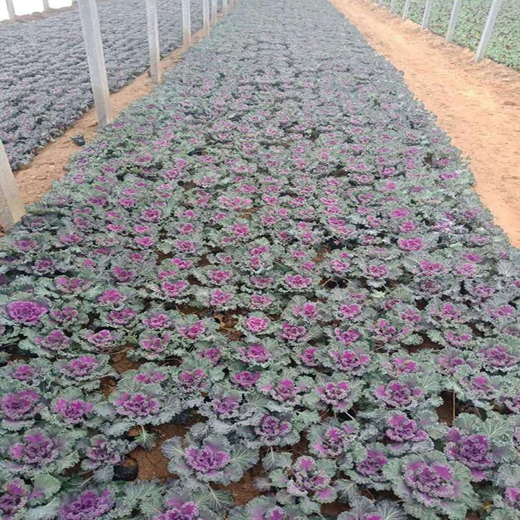 基地种植工程用三色堇 山东三色堇基地 工程用三色堇 盛诺园艺