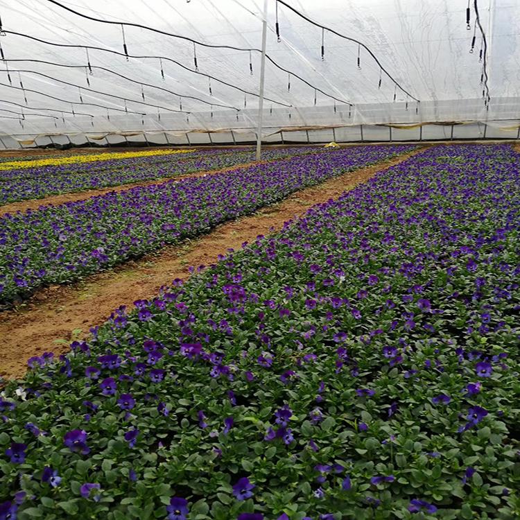 冬季耐寒草花三色堇 多色三色堇 草花生产基地 盛诺园艺