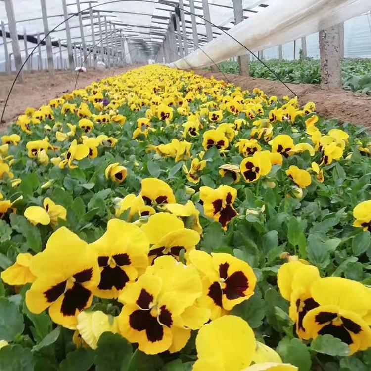 花卉种子 小角堇 小三色堇 蝴蝶花 密花三色堇 厂家直销 盛诺园艺