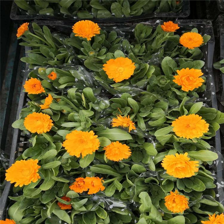 时令草花金盏菊 草花批发金盏菊-承玉花卉
