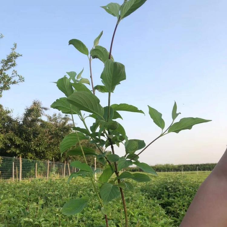 红瑞木基地丛生红瑞木价格