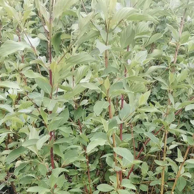 红瑞木价格杯苗红瑞木价格