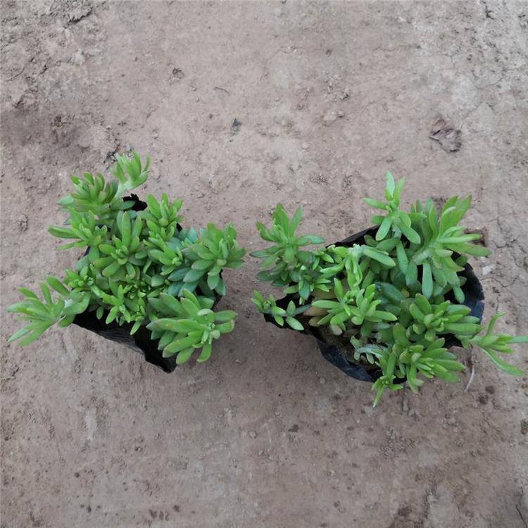 佛甲草多年生花卉 佛甲草观赏花-承玉花卉