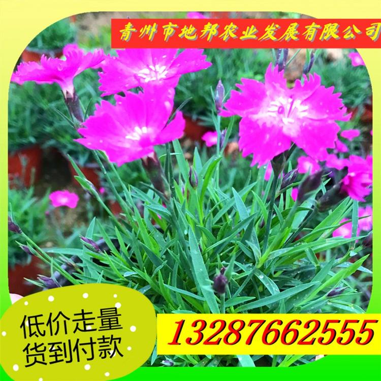 河北欧石竹欧石竹价格 开花草坪会开花的草坪
