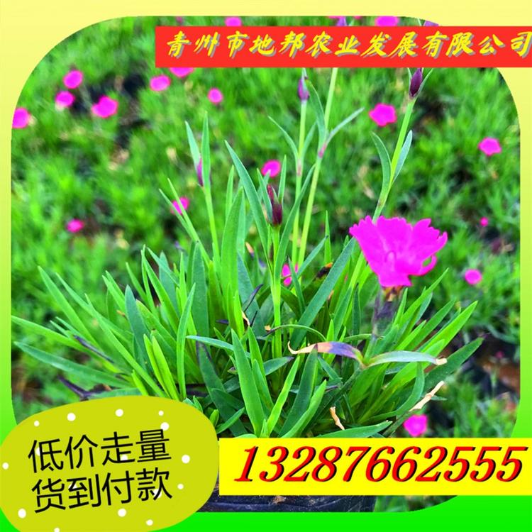 江西欧石竹欧石竹价格 开花草坪会开花的草坪欧石竹批发基地