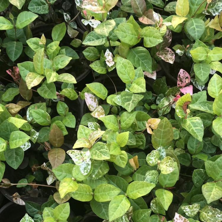 花叶络石批发价格  花叶络石产地种植基地  青州草花  草花价格   青州苗木