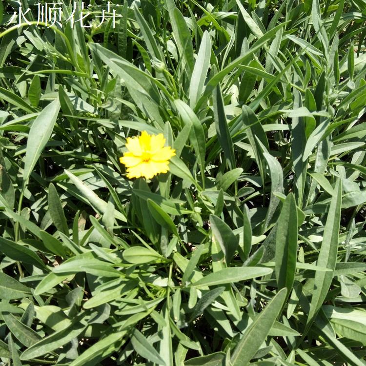 金鸡菊 金鸡菊价格 物美价廉