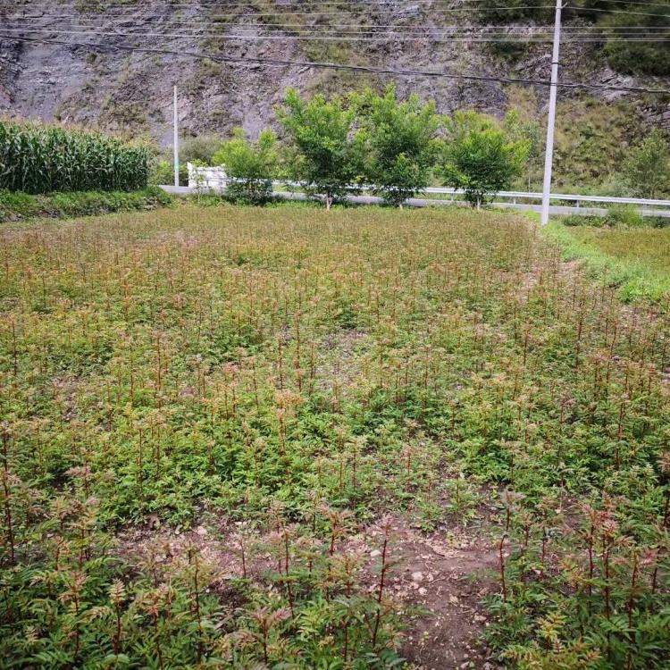 四川花椒苗/ 四川汉源花椒苗种植/ 四川汉源花椒苗销售