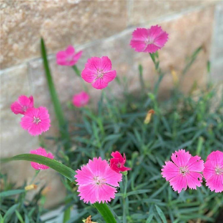 青州牵牛花种植基地  牵牛花批发基地 牵牛花价格  华硕花卉