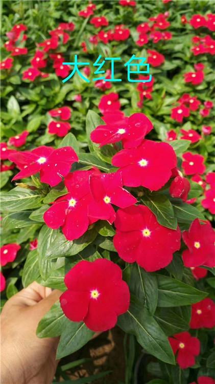 华硕花卉   长春花价格 基地直销 青州长春花