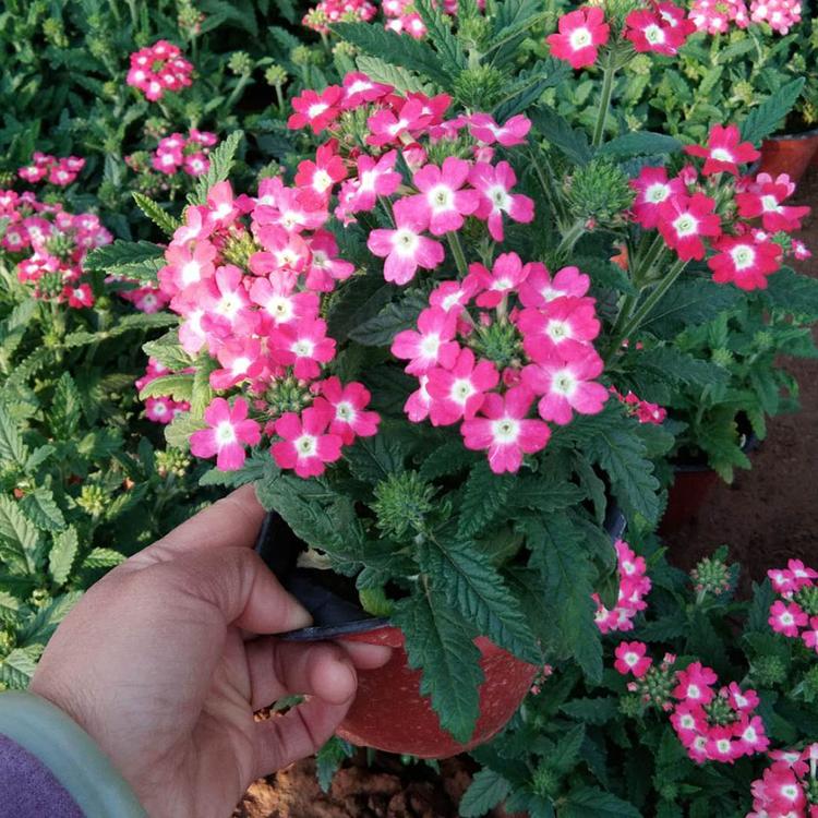 美女樱花卉小苗 美女樱种植基地 美女樱大量现货供应