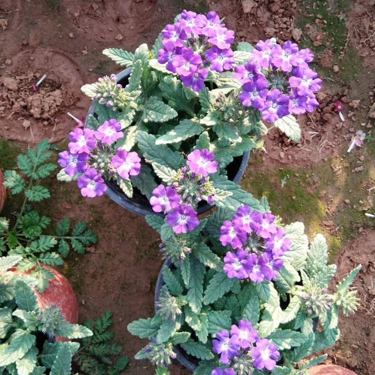美女樱 基地种植培育美女樱 山东美女樱