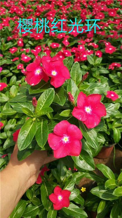 长春花价格 长春花批发 天天开盆栽 基地批发