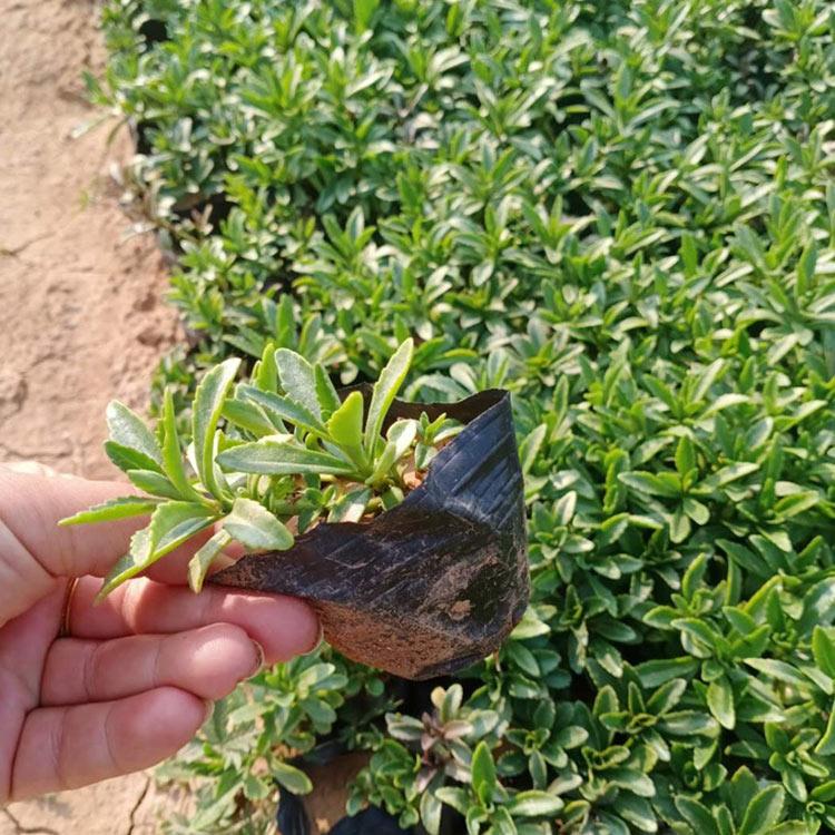 供应好苗 三七景天小皮桶 三七景天小皮桶批发