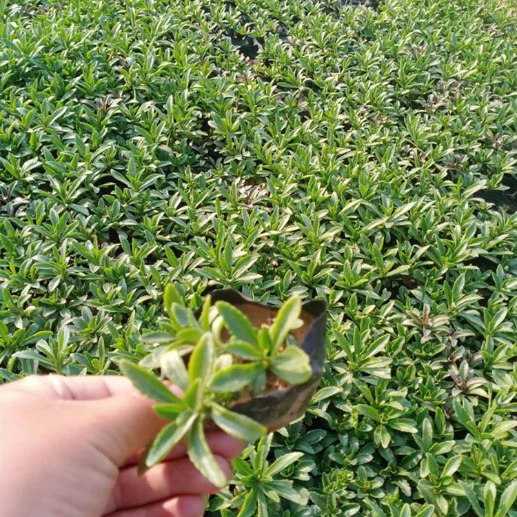 凯洋花卉 三七景天小皮桶 三七景天小皮桶供应商