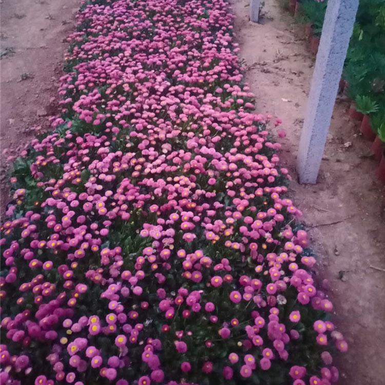 采购基地 雏菊盆栽 山东雏菊盆栽供应商
