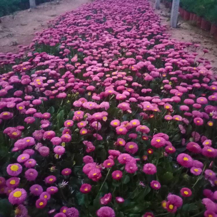 雏菊苗供应商