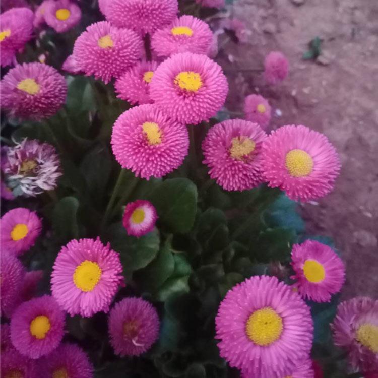 基地种植 雏菊盆栽 山东雏菊盆栽供应商