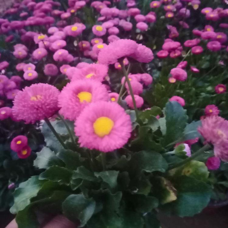 基地种植 双色盆雏菊 山东双色盆雏菊供应商