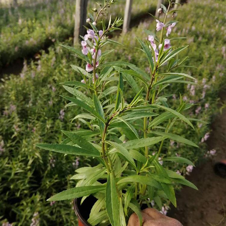 双色盆香彩雀价格 量大优惠 山东双色盆香彩雀