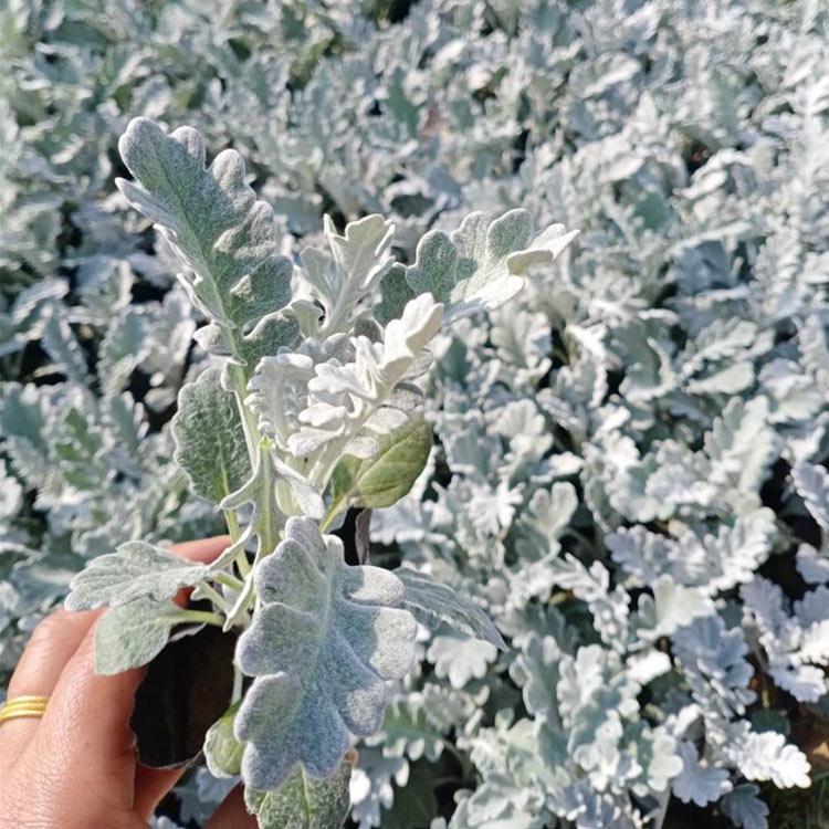 银叶菊苗 开春预定苗 银叶菊苗销售