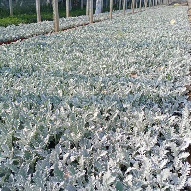 银叶菊小苗 价格从优 银叶菊小苗培育