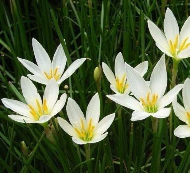 营养杯葱兰  大量基地直销葱莲白花葱兰 红花韭兰 红花石蒜 葱兰 韭兰 红花石蒜
