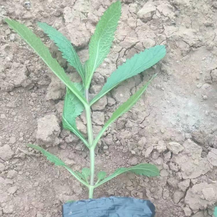 青州柳叶马鞭草基地_亨利花卉柳叶马鞭草
