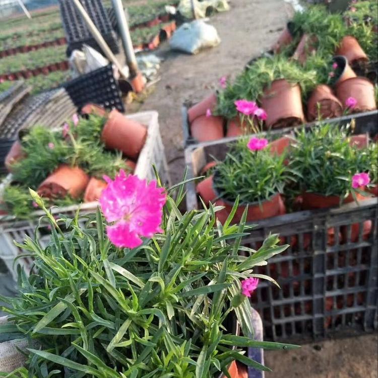 欧石竹花苗 青州基地大量供应 欧石竹批发商