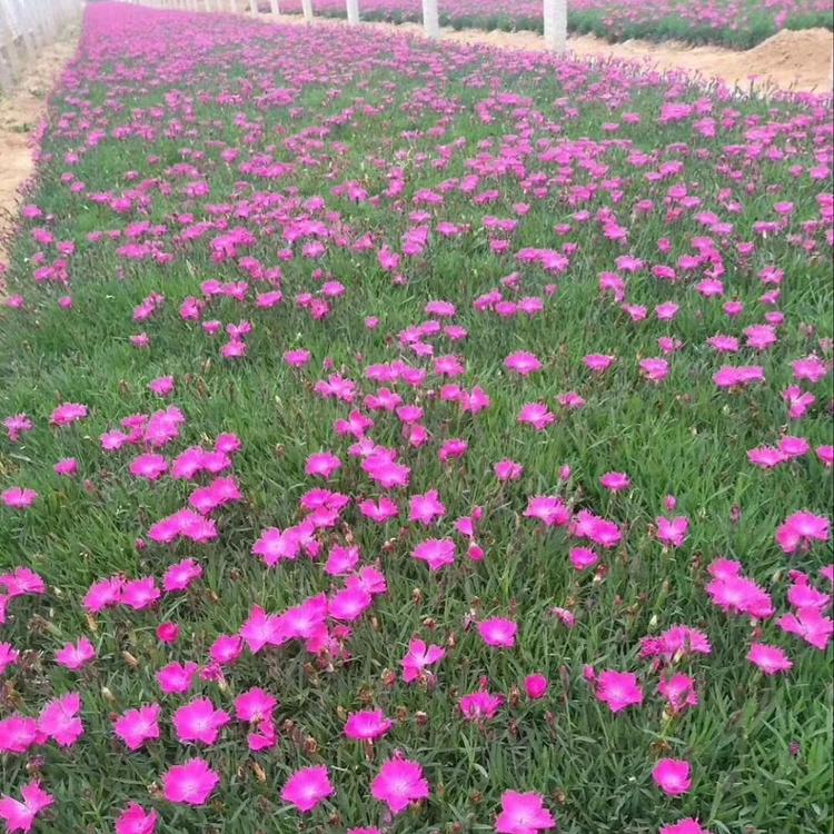 欧石竹花苗 出售欧石竹 宿根花卉基地批发