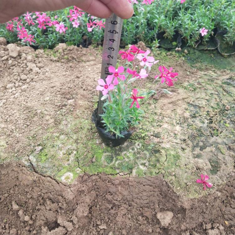 多种花色丛生福禄考 芝樱 丛生福禄考批发