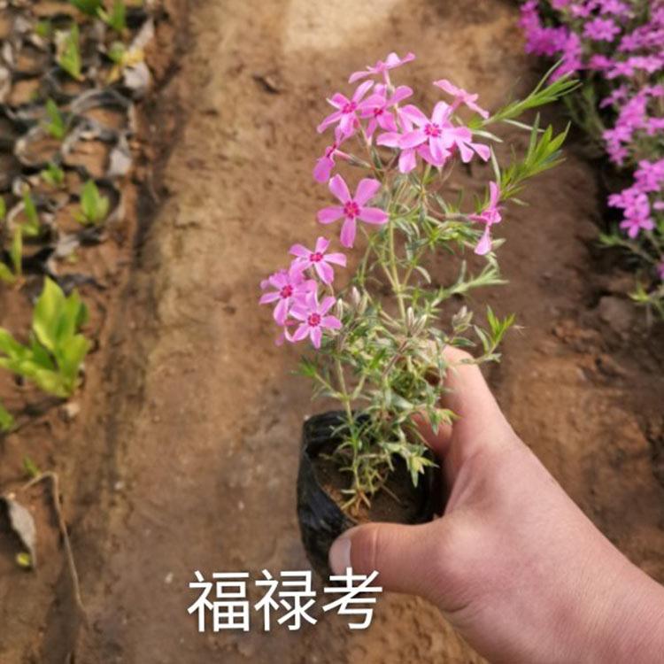 芝樱苗 芝樱批发基地 丛生福禄考直供