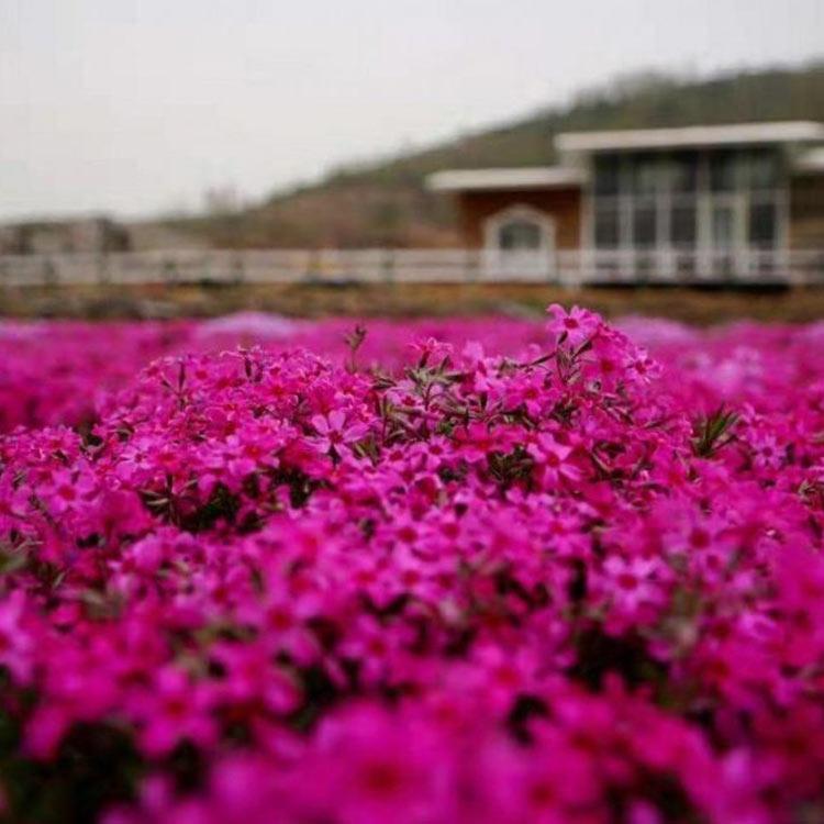 大量批发芝樱杯苗 丛生福禄考报价