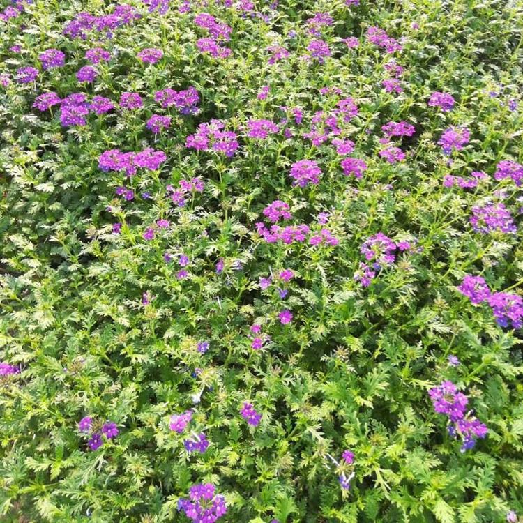 山东宿根美女樱大量供应  鑫朵花卉  质量保障  价格优惠