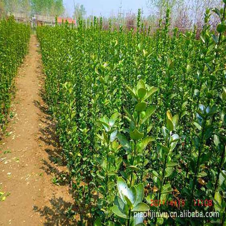 潍坊瓜子黄杨  黄杨  大叶黄杨基地 详情咨询【馨硕】