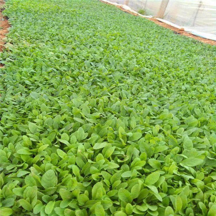 地被鼠尾草量大从优 地被鼠尾草基地自产自销