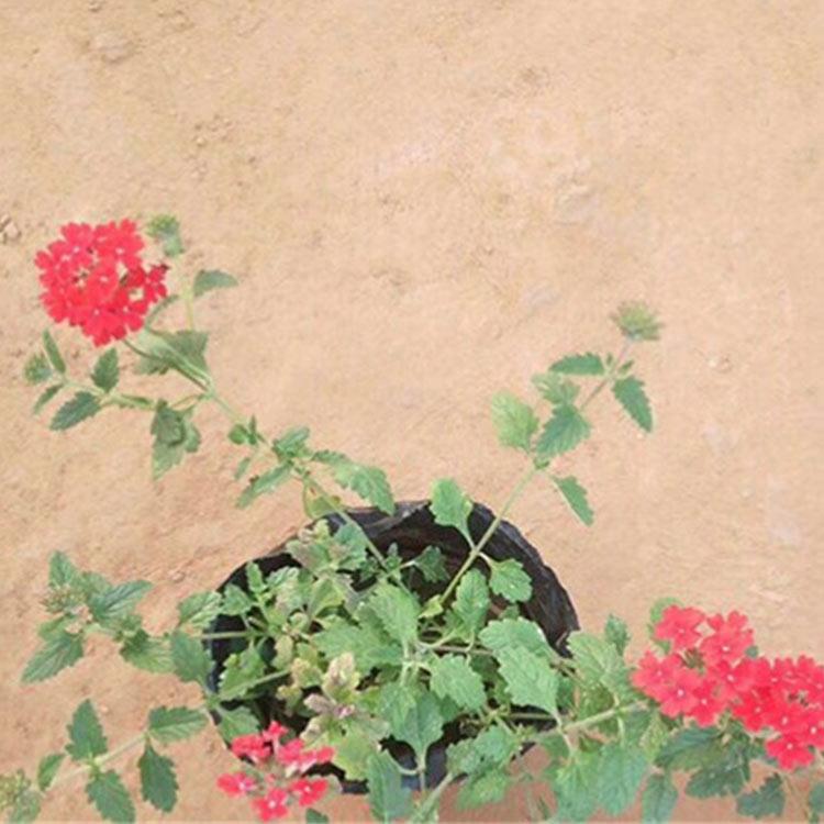 青州批发基地  细叶美女樱苗圃供应 --滕东花卉