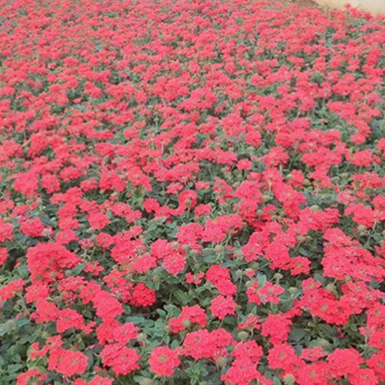美女樱花卉摆租  美女樱苗圃供应 --滕东花卉