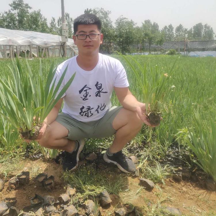 德国鸢尾基地 鸢尾价格