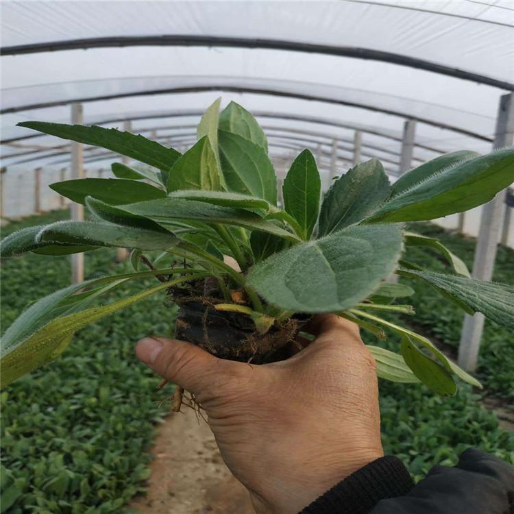黑心菊花坛景观绿化花卉 黑心菊绿化苗木工程