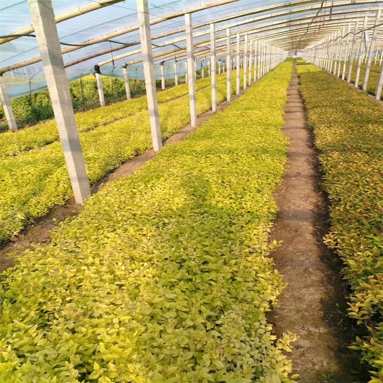 金山绣线菊 价格山东金焰绣线菊批发江瑞园艺麻叶绣线菊绣线菊苗出售欢迎致电选购