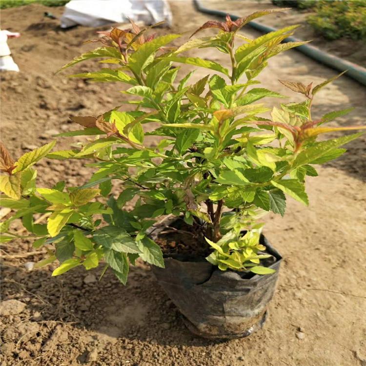 金焰绣线菊基价格青州金焰绣线菊绣线菊培育基地山东四季花卉现货供应
