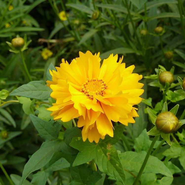 花卉摆租 金鸡菊批发基地 【山东滕东花卉】