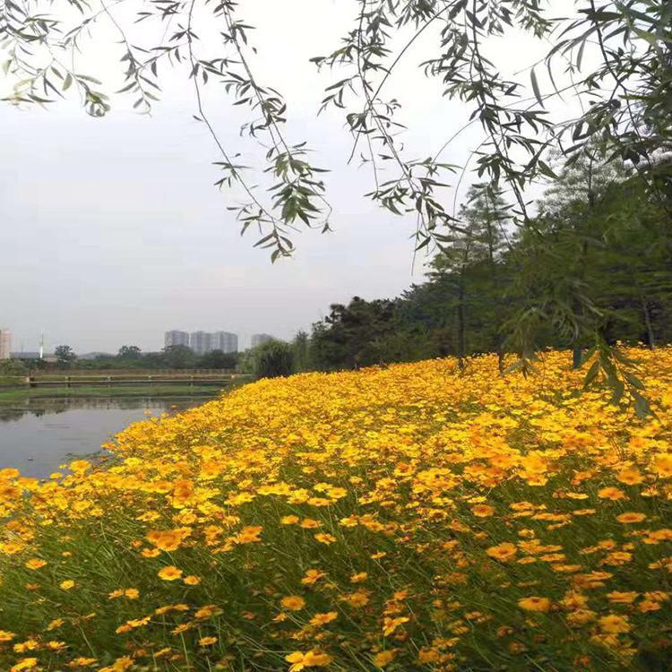 山东宿根基地供应  金鸡菊小苗  金鸡菊批发商
