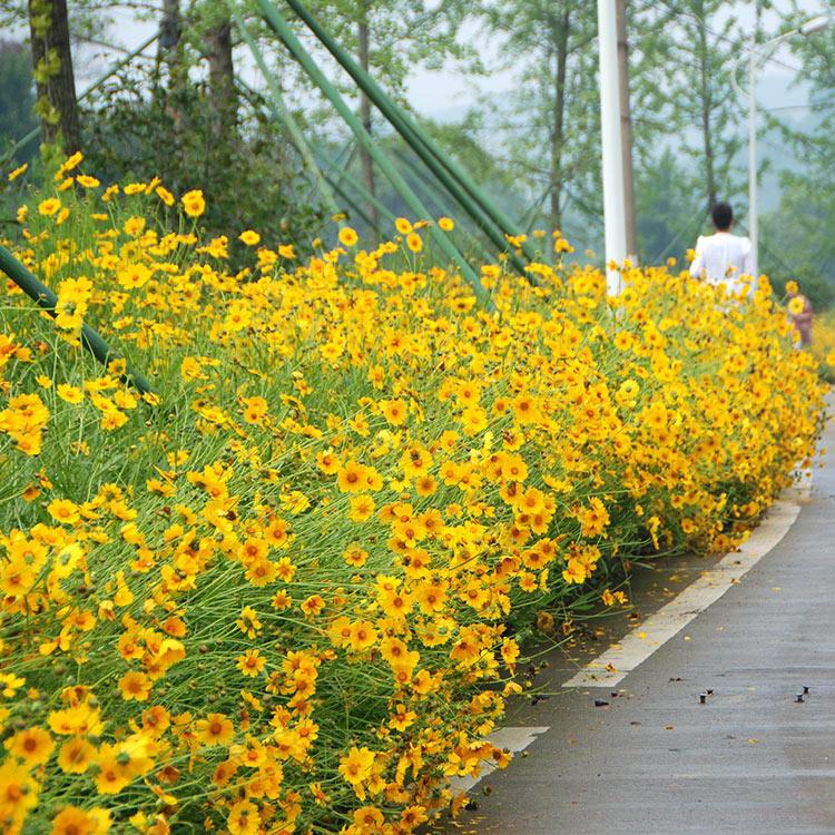 立体造型设计 金鸡菊苗供货商 【山东滕东花卉】