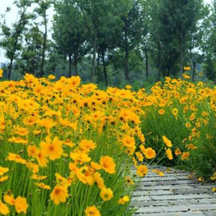 山东宿根基地供应金鸡菊  金鸡菊种植基地 基地直发量大从优