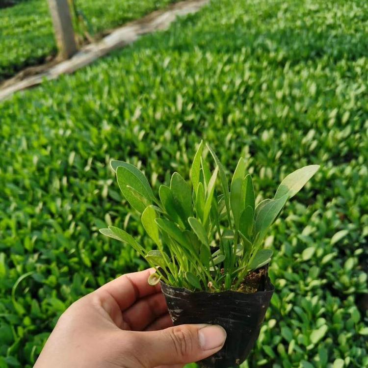 金鸡菊批发金鸡菊基地金鸡菊供应金鸡菊报价